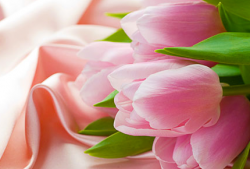 тюльпаны, цветы, 8 марта