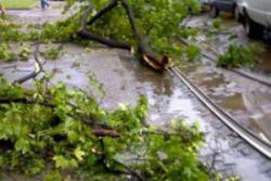 Харків завалило зламаними деревами