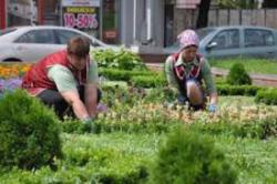 квіти