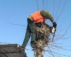 Черкасским бизнесменам «навязали» аварийные деревья