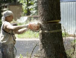 Донецкие энергетики вышли на битву с деревьями